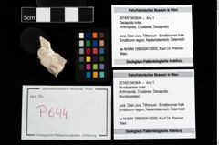 Foto (Objekt + Etikett) von Mundopsidae indet.  (NHMW-GEO-2014-0194-0644)